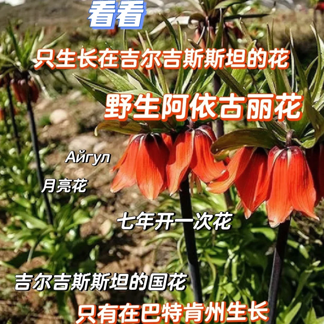 濒临灭绝月亮花，是吉尔吉斯独有的国花